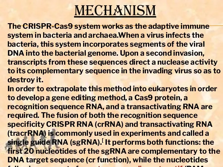 MECHANISM The CRISPR-Cas9 system works as the adaptive immune system in