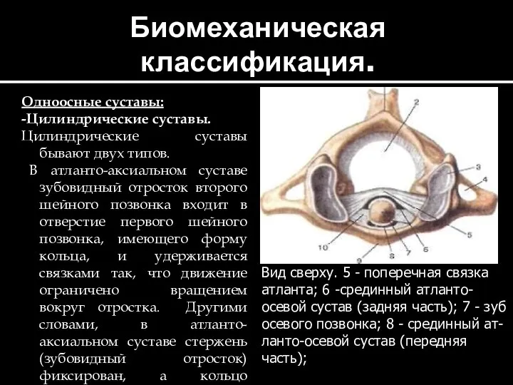 Биомеханическая классификация. Одноосные суставы: -Цилиндрические суставы. Цилиндрические суставы бывают двух типов.