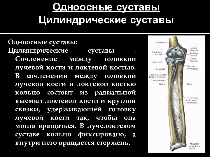 Одноосные суставы Цилиндрические суставы Одноосные суставы: Цилиндрические суставы . Сочленение между