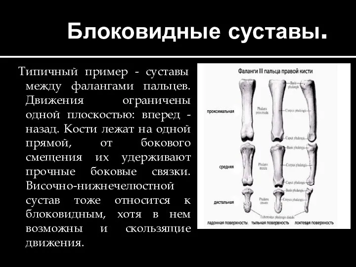 Блоковидные суставы. Типичный пример - суставы между фалангами пальцев. Движения ограничены