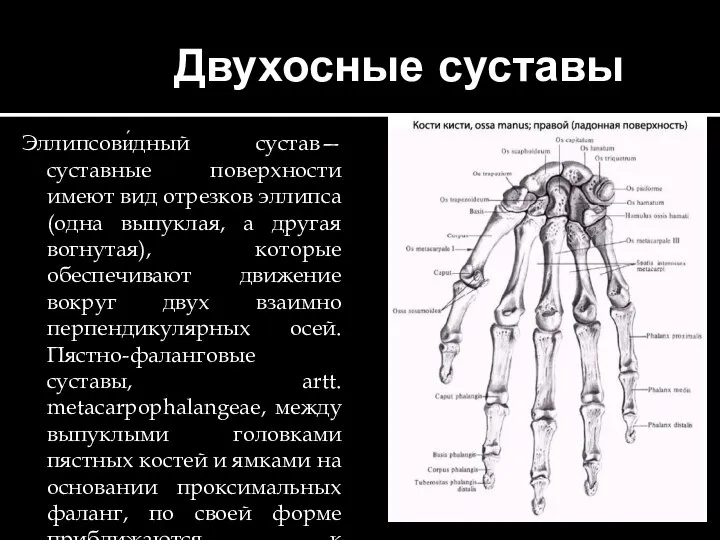 Двухосные суставы Эллипсови́дный сустав—суставные поверхности имеют вид отрезков эллипса(одна выпуклая, а