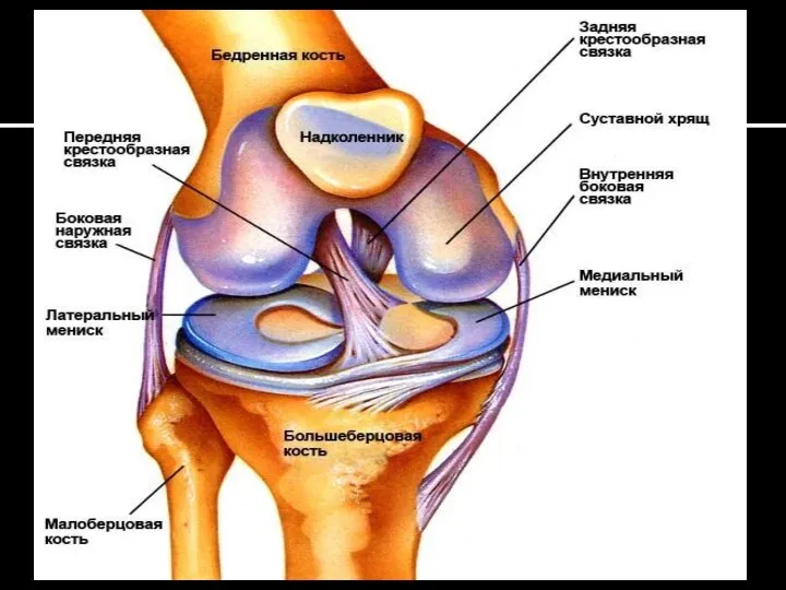 Строение сустава.