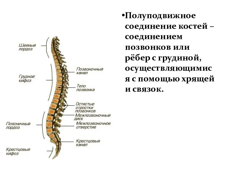 соединение костей Полуподвижное соединение костей – соединением позвонков или рёбер с