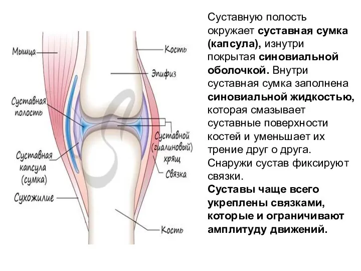 Суставную полость окружает суставная сумка (капсула), изнутри покрытая синовиальной оболочкой. Внутри