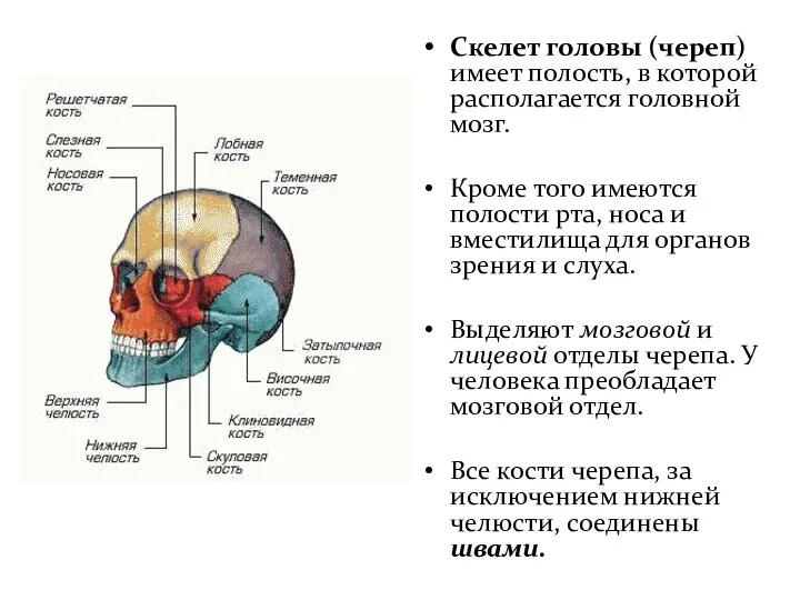 Скелет головы (череп) Скелет головы (череп) имеет полость, в которой располагается