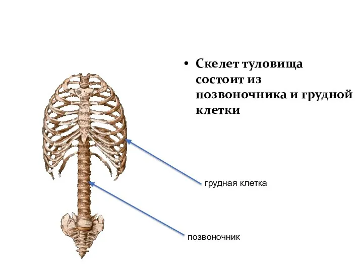 Скелет туловища Скелет туловища состоит из позвоночника и грудной клетки грудная клетка позвоночник