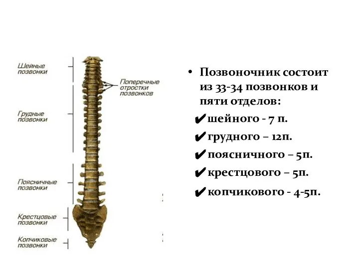 Позвоночник Позвоночник состоит из 33-34 позвонков и пяти отделов: шейного -