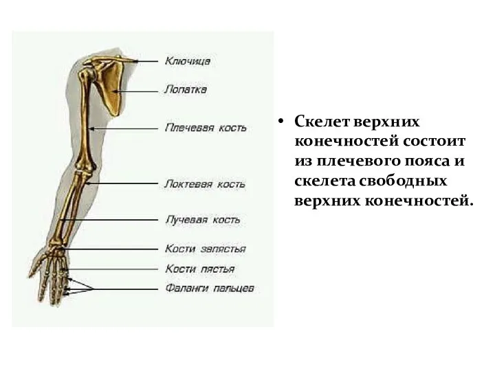 Скелет верхних конечностей Скелет верхних конечностей состоит из плечевого пояса и скелета свободных верхних конечностей.