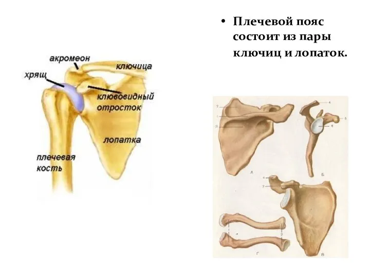 Плечевой пояс Плечевой пояс состоит из пары ключиц и лопаток.