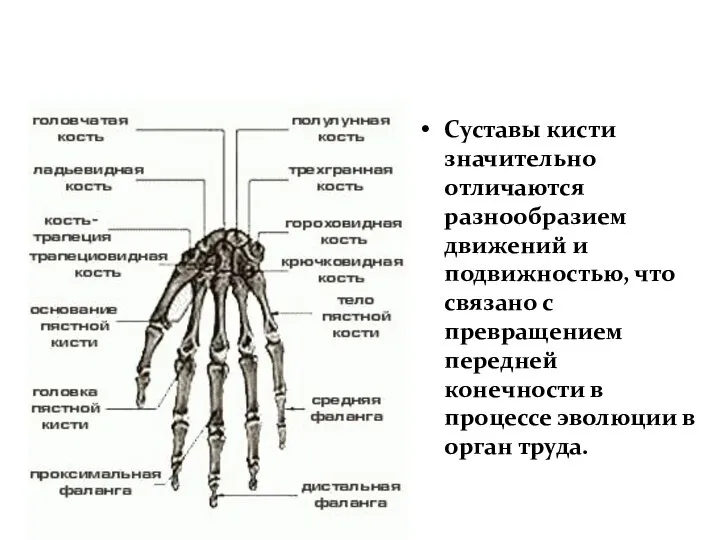 Кости кисти Суставы кисти значительно отличаются разнообразием движений и подвижностью, что