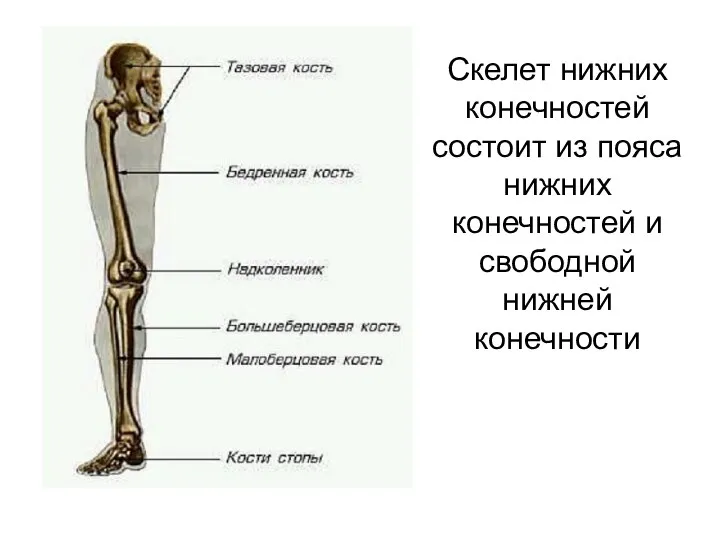 Скелет нижних конечностей Скелет нижних конечностей состоит из пояса нижних конечностей и свободной нижней конечности