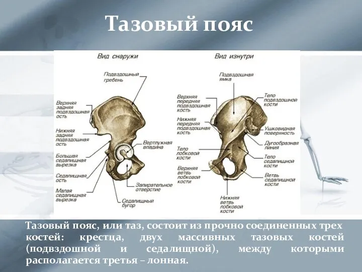 Тазовый пояс Тазовый пояс, или таз, состоит из прочно соединенных трех