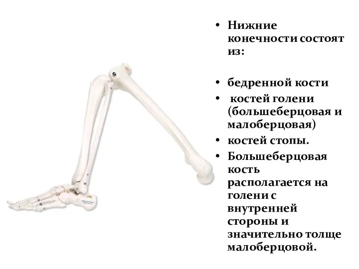 Нижние конечности Нижние конечности состоят из: бедренной кости костей голени (большеберцовая