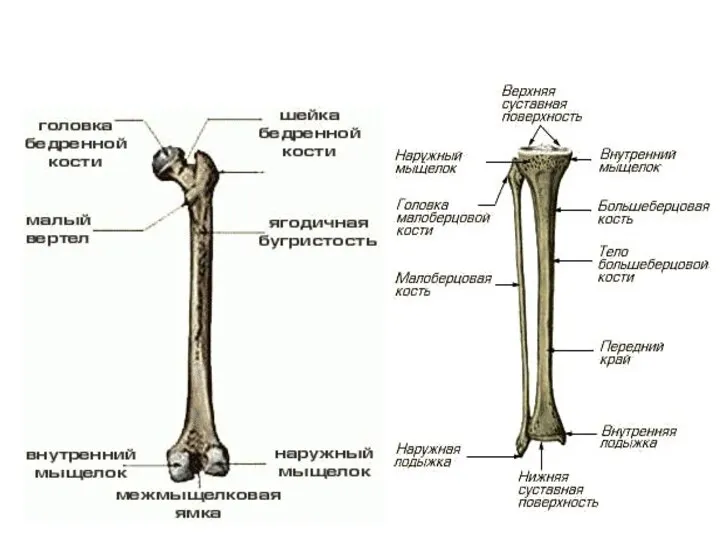 Бедренная кость и кости голени