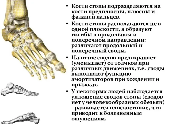 Кости стопы подразделяются на кости предплюсны, плюсны и фаланги пальцев. Кости