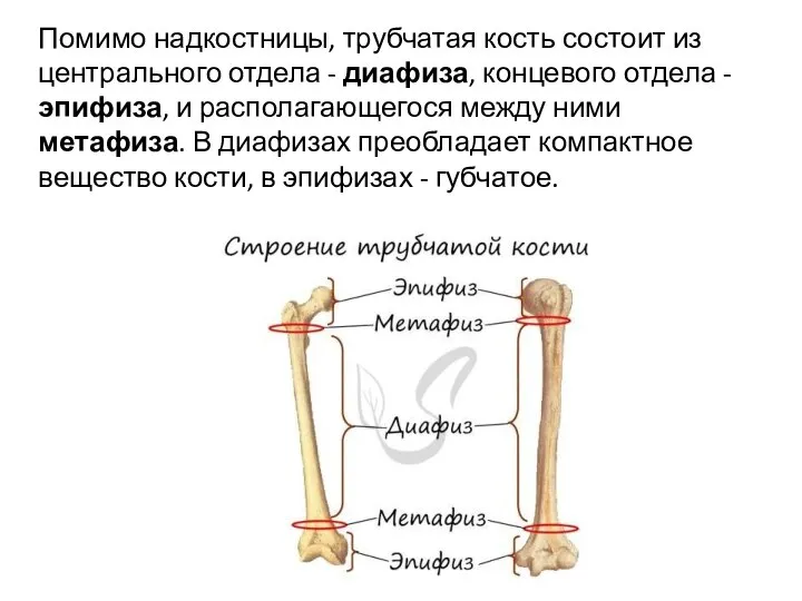 Помимо надкостницы, трубчатая кость состоит из центрального отдела - диафиза, концевого