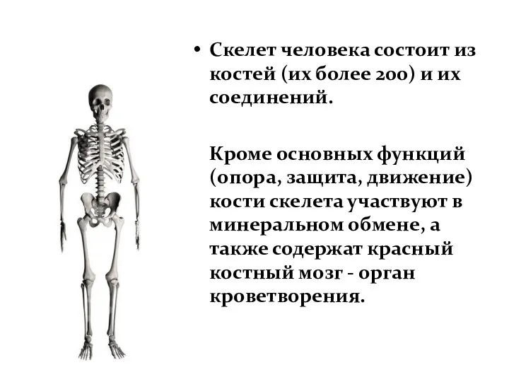 Функции скелета Скелет человека состоит из костей (их более 200) и