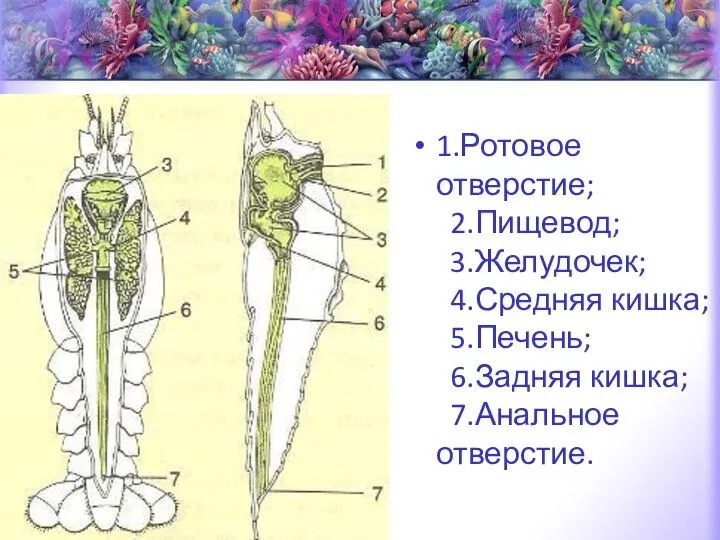 1.Ротовое отверстие; 2.Пищевод; 3.Желудочек; 4.Средняя кишка; 5.Печень; 6.Задняя кишка; 7.Анальное отверстие.