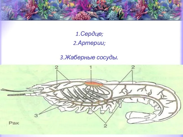 1.Сердце; 2.Артерии; 3.Жаберные сосуды.