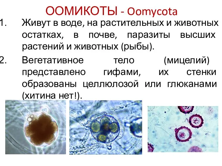 ООМИКОТЫ - Oomycota Живут в воде, на растительных и животных остатках,