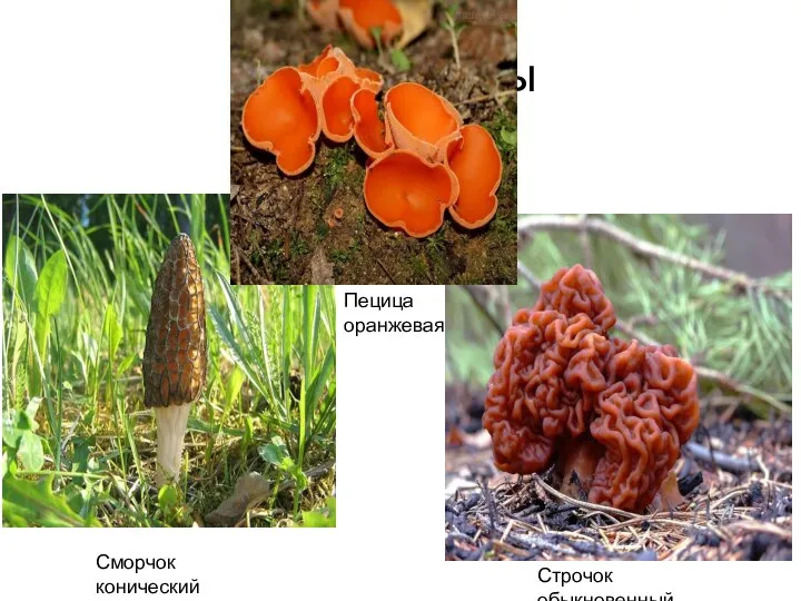 Аскомикоты Сморчок конический Строчок обыкновенный Пецица оранжевая