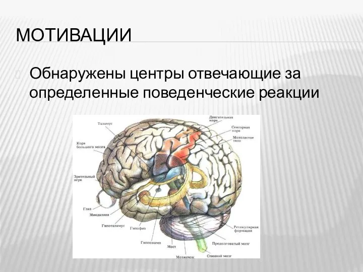 МОТИВАЦИИ Обнаружены центры отвечающие за определенные поведенческие реакции