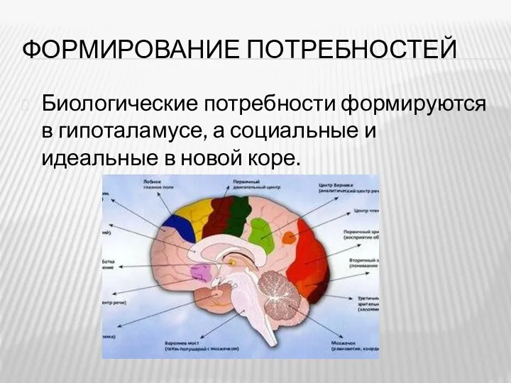 ФОРМИРОВАНИЕ ПОТРЕБНОСТЕЙ Биологические потребности формируются в гипоталамусе, а социальные и идеальные в новой коре.