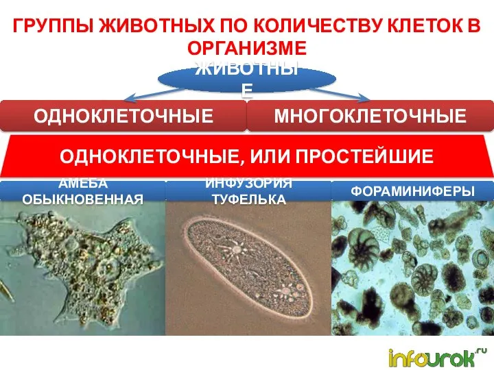 ГРУППЫ ЖИВОТНЫХ ПО КОЛИЧЕСТВУ КЛЕТОК В ОРГАНИЗМЕ ЖИВОТНЫЕ ОДНОКЛЕТОЧНЫЕ МНОГОКЛЕТОЧНЫЕ ОДНОКЛЕТОЧНЫЕ,