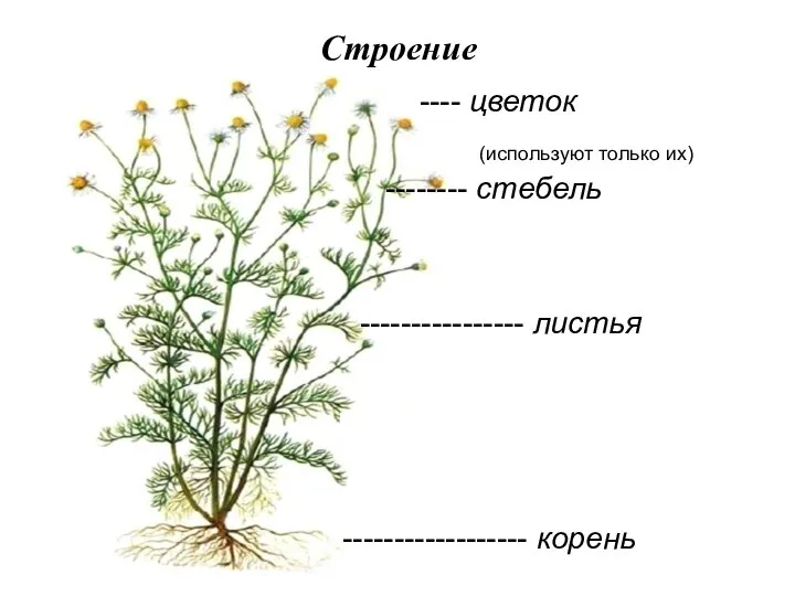 Строение ---- цветок (используют только их) -------- стебель ---------------- листья ------------------ корень