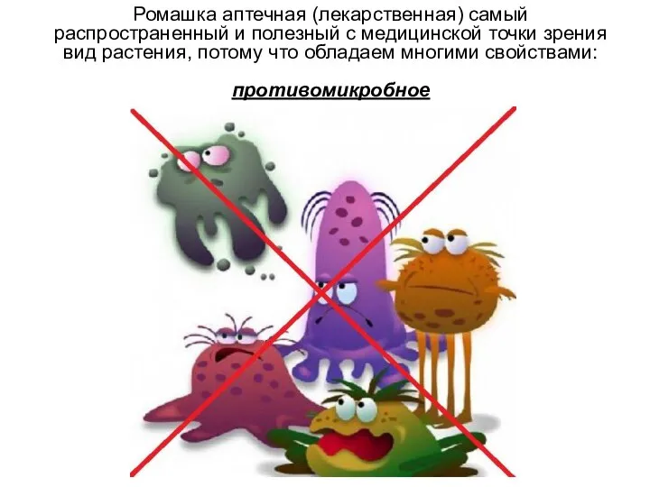 Ромашка аптечная (лекарственная) самый распространенный и полезный с медицинской точки зрения