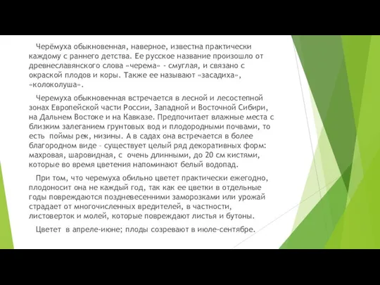 Черёмуха обыкновенная, наверное, известна практически каждому с раннего детства. Ее русское