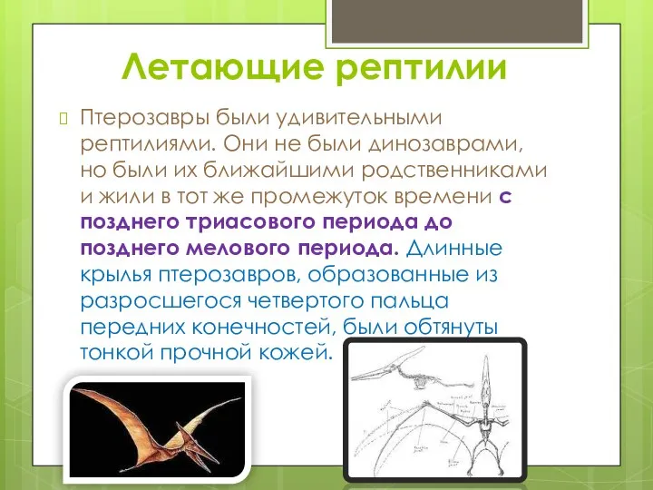Летающие рептилии Птерозавры были удивительными рептилиями. Они не были динозаврами, но