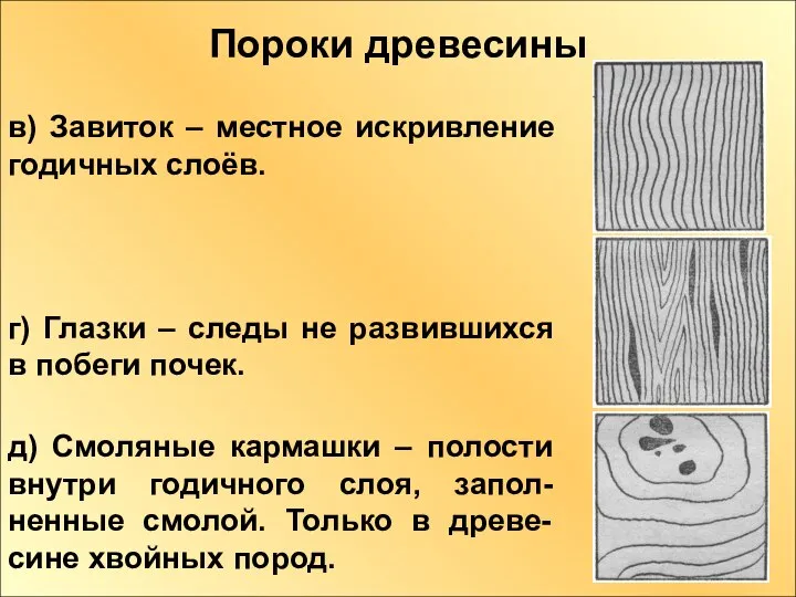 Пороки древесины в) Завиток – местное искривление годичных слоёв. г) Глазки