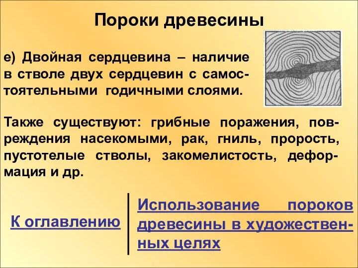 Пороки древесины е) Двойная сердцевина – наличие в стволе двух сердцевин