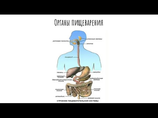 Органы пищеварения