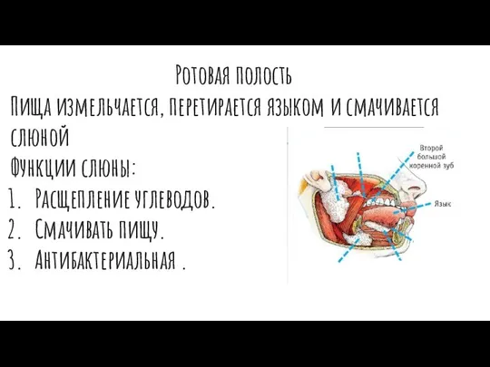 Ротовая полость Пища измельчается, перетирается языком и смачивается слюной Функции слюны: