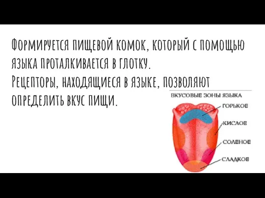 Формируется пищевой комок, который с помощью языка проталкивается в глотку. Рецепторы,