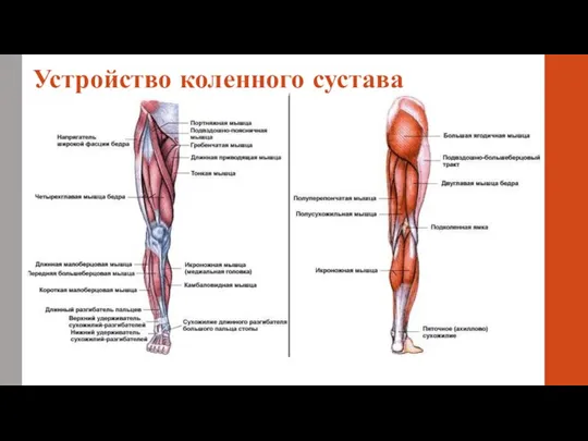 Устройство коленного сустава