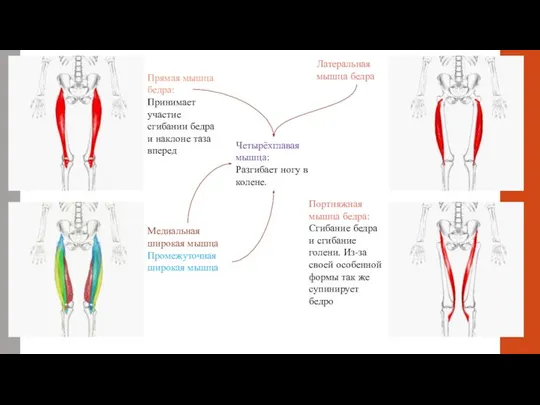 Прямая мышца бедра: Принимает участие сгибании бедра и наклоне таза вперед