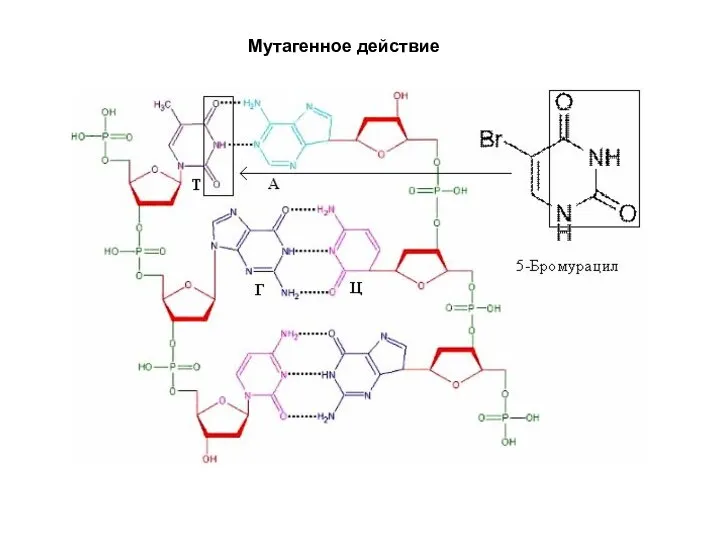 Мутагенное действие