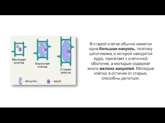 В старой клетке обычно имеется одна большая вакуоль, поэтому цитоплазма, в