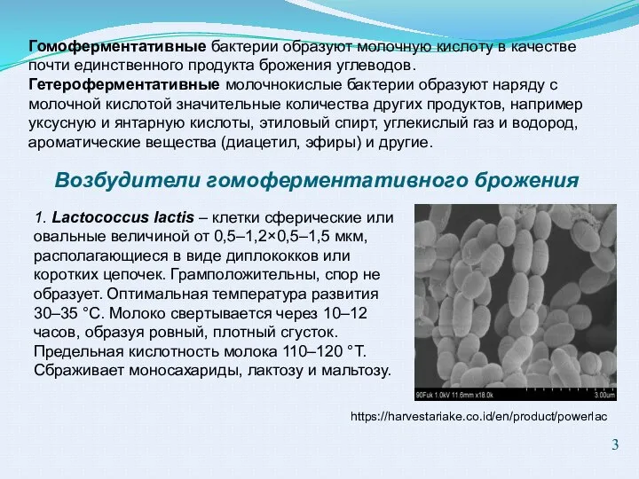 Гомоферментативные бактерии образуют молочную кислоту в качестве почти единственного продукта брожения