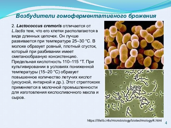 Возбудители гомоферментативного брожения 2. Lactococcus cremoris отличается от L.lactis тем, что
