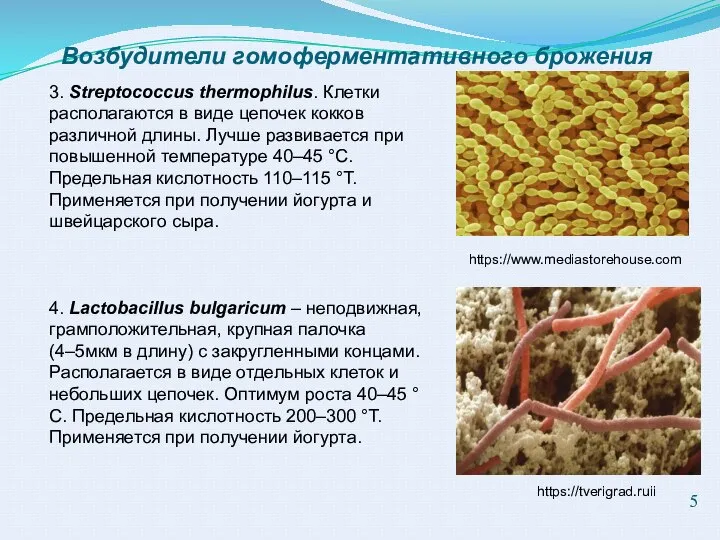 Возбудители гомоферментативного брожения 3. Streptococcus thermophilus. Клетки располагаются в виде цепочек