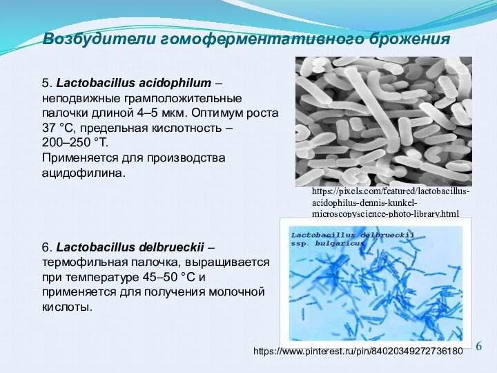 Возбудители гомоферментативного брожения 5. Lactobacillus acidophilum – неподвижные грамположительные палочки длиной