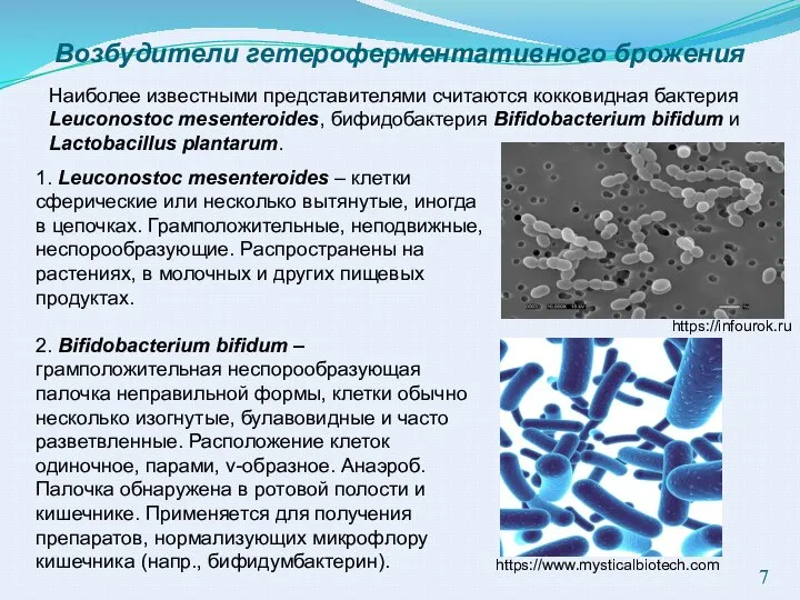 Возбудители гетероферментативного брожения 1. Leuconostoc mesenteroides – клетки сферические или несколько