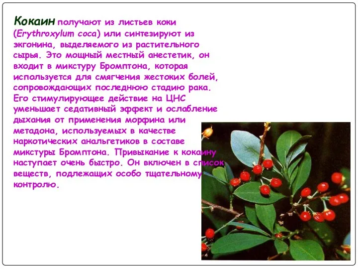 Кокаин получают из листьев коки (Erythroxylum coca) или синтезируют из экгонина,