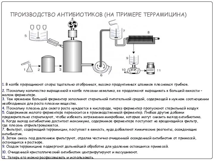 ПРОИЗВОДСТВО АНТИБИОТИКОВ (НА ПРИМЕРЕ ТЕРРАМИЦИНА) 1. В колбе проращивают споры тщательно