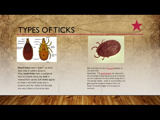 TYPES OF TICKS Hard ticks have a “plate” on their back