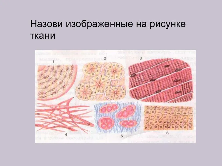 Назови изображенные на рисунке ткани